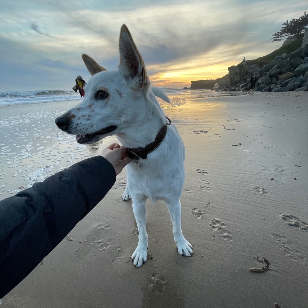 Meet your Posher, Faviola a